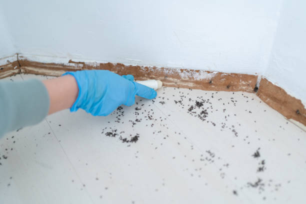 Professional Pest Control in Kenly, NC